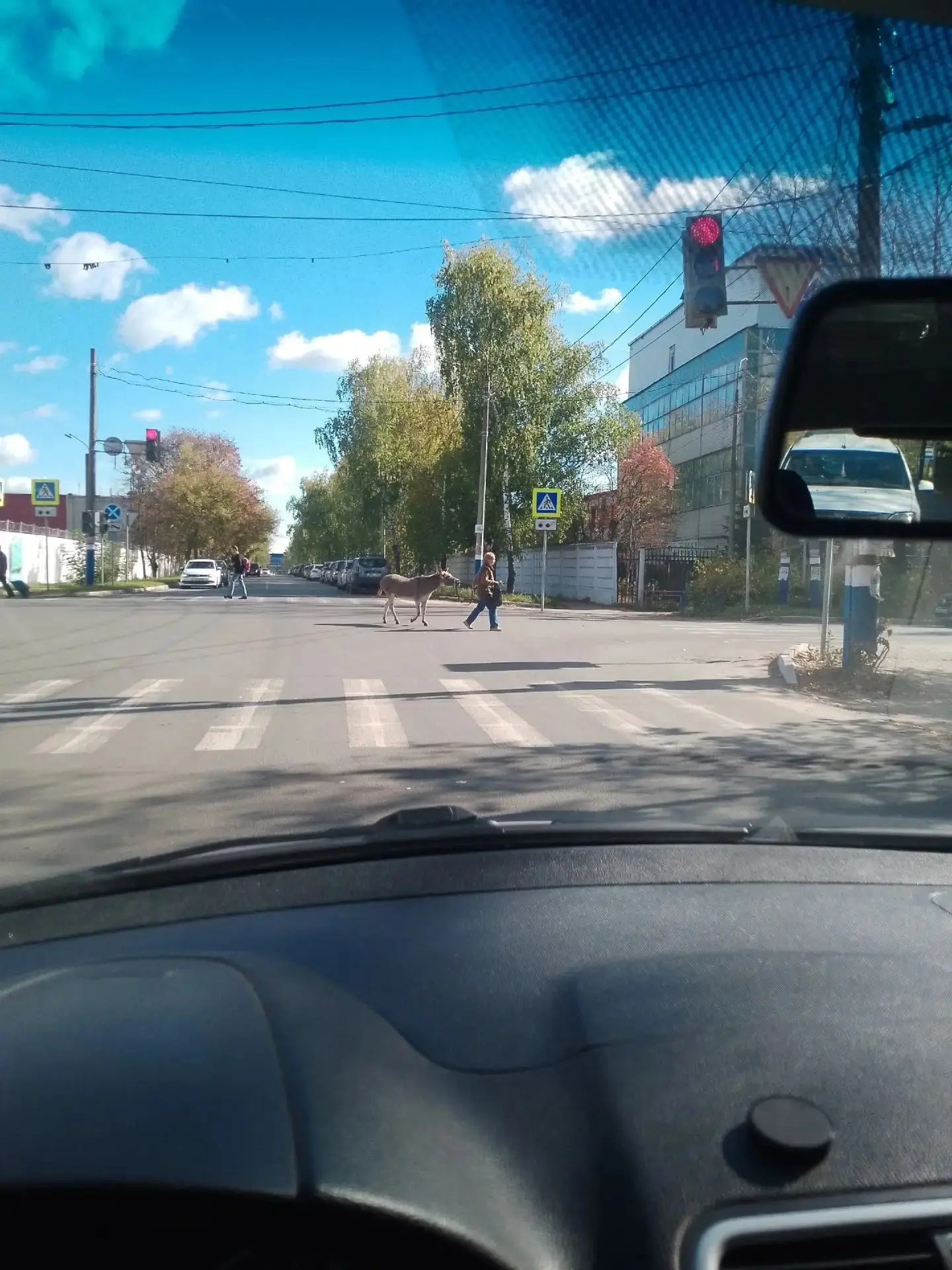 В Арзамасе начинают переходить на верховую езду из-за отсутствия бензина? 😄
