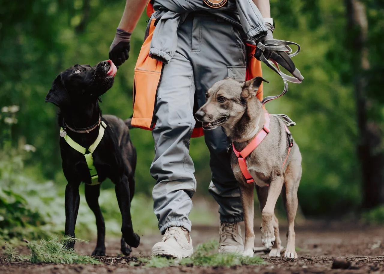 🐕 Собака убежала: что делать в первые минуты