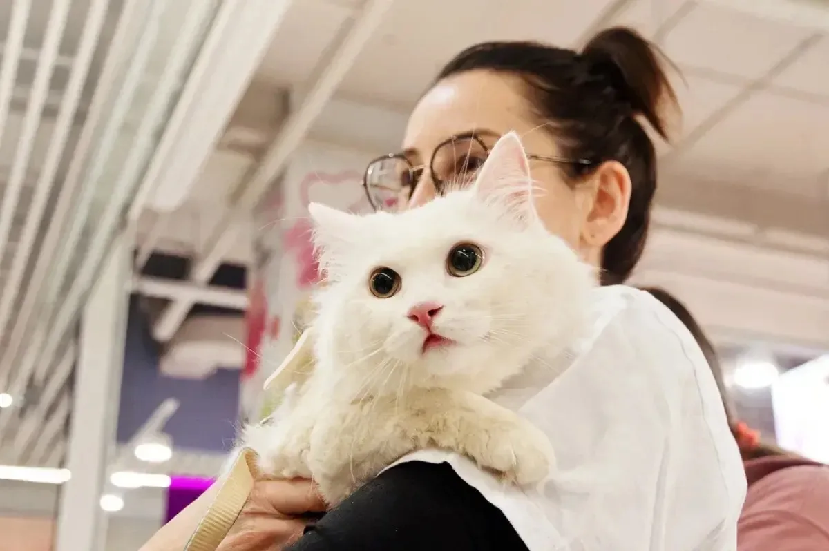 Фестиваль «Котики, которые любят»