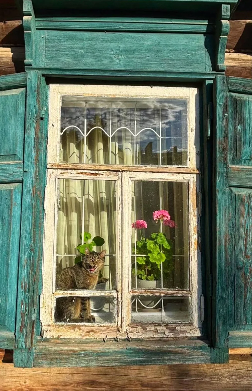 Прекрасный костромской котик✨