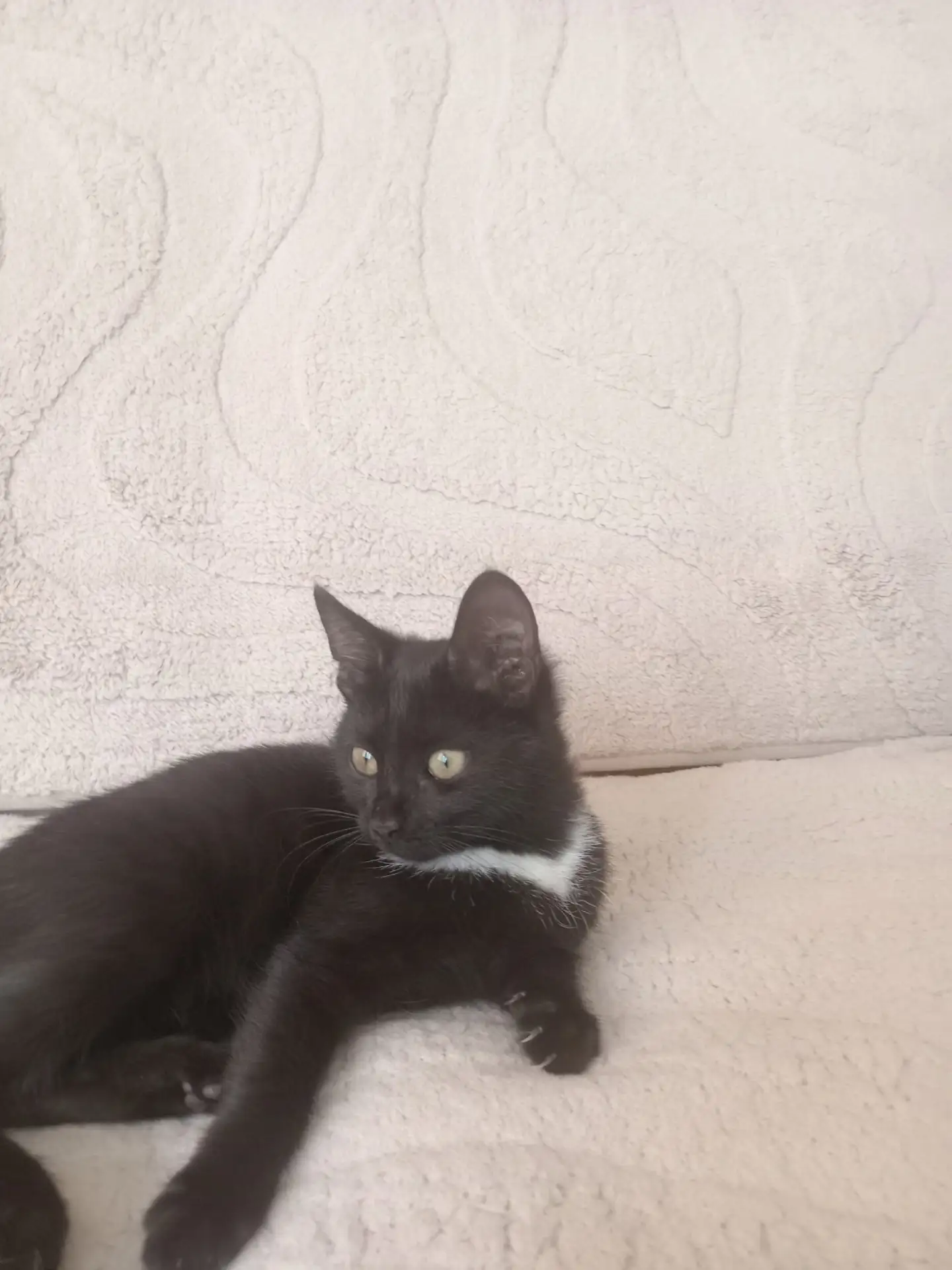 Подкинули котёнка, помогите пристроить, оставить не могу, у самой 3 кошки, они её обижа...