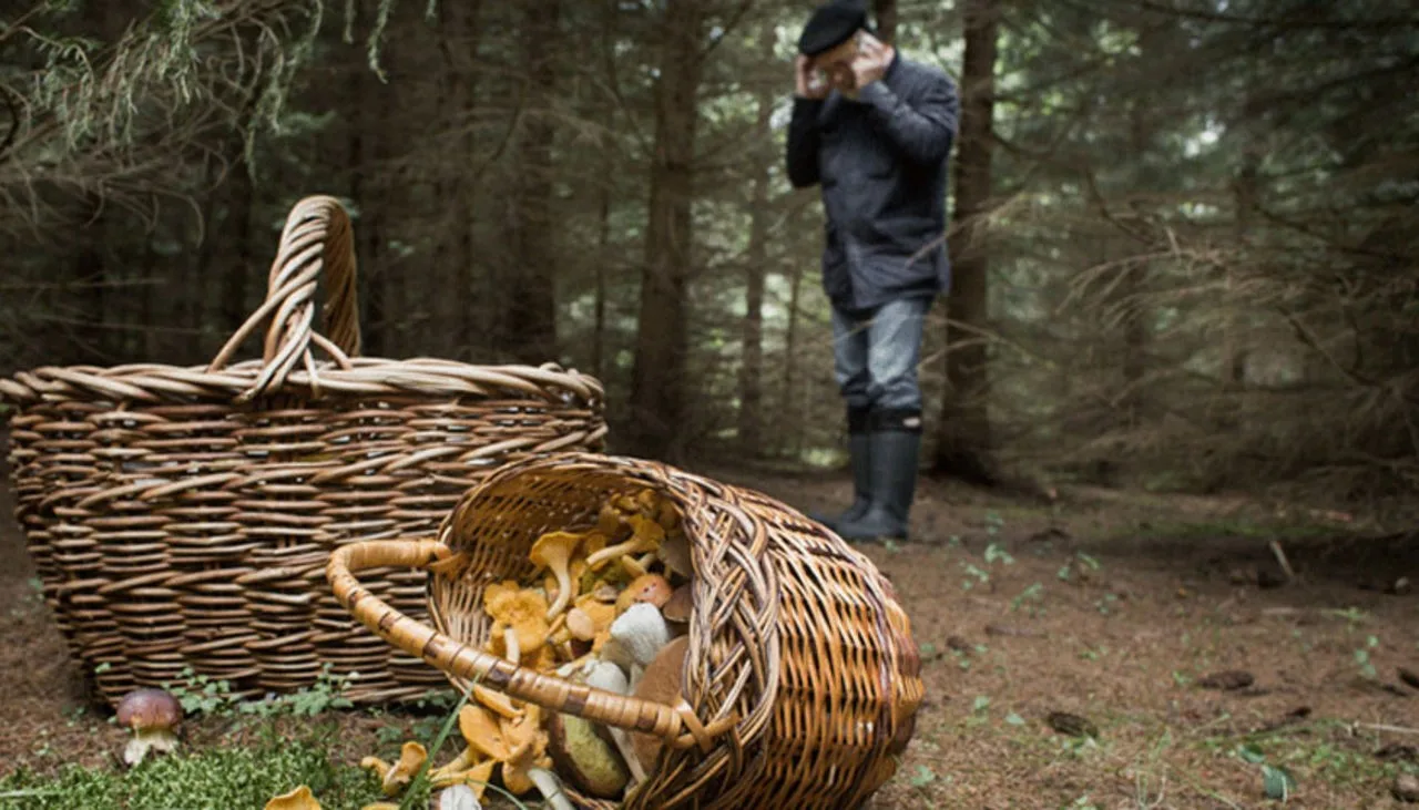 🌲 Лес — это не только отдых, но и ответственность!