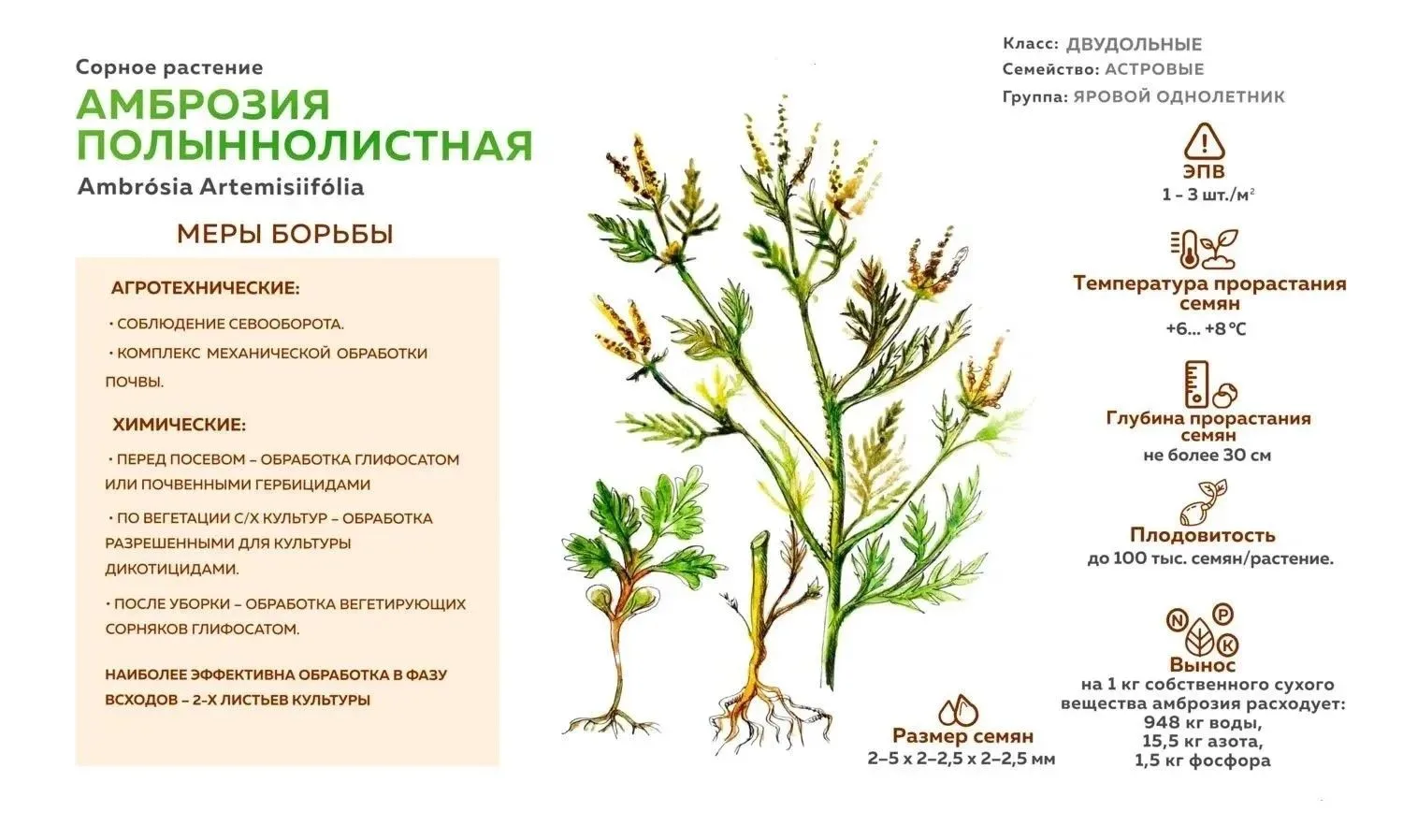 Внимание! Опасное растение — амброзия полыннолистная!