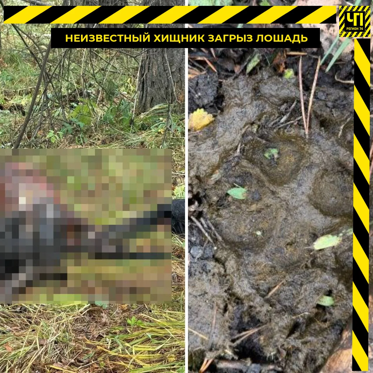 🐾 Жителей села под Магнитогорском держит в страхе ночной хищник