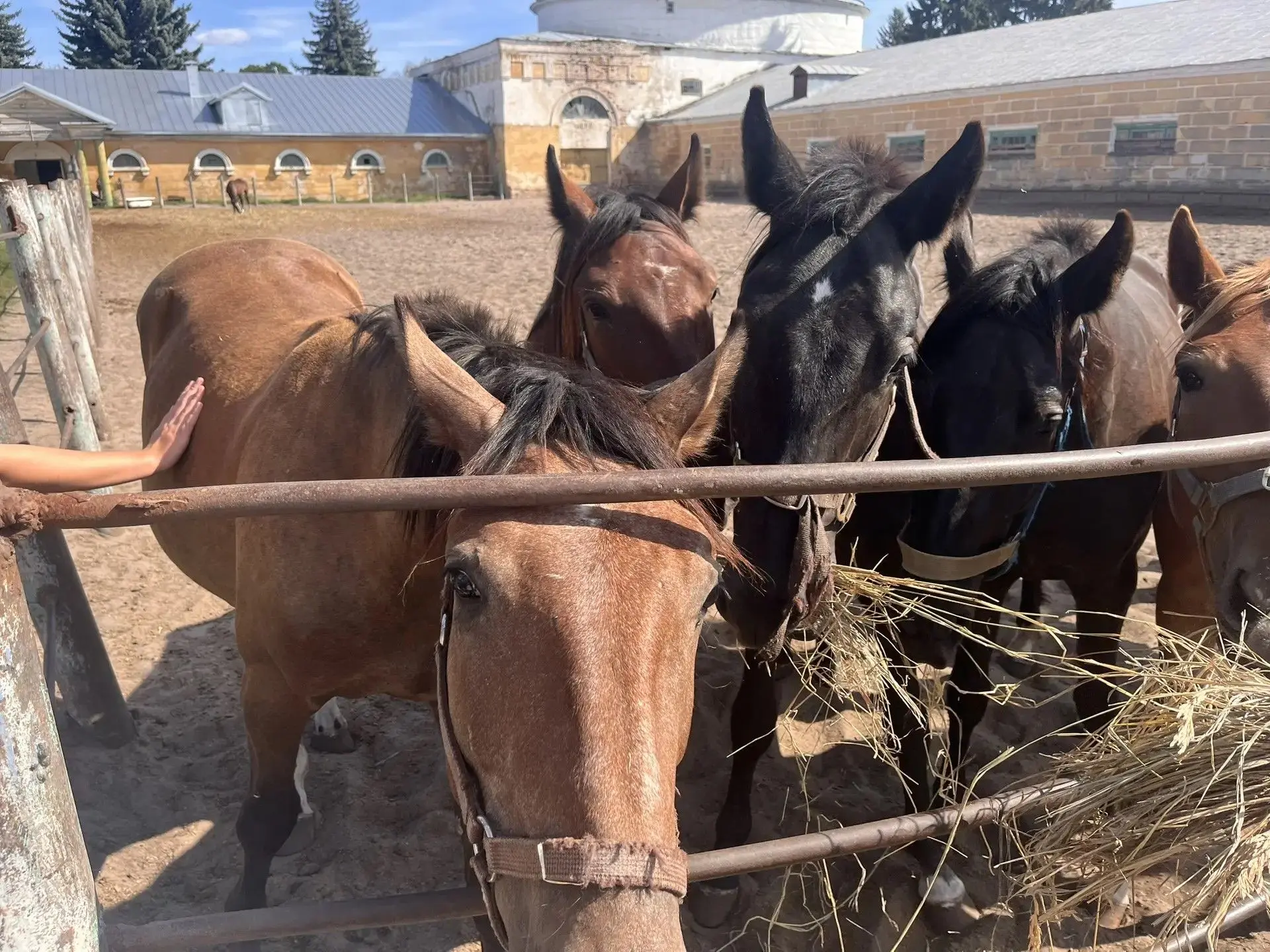 Учебный год с погружения в историю родного края! 🐎Наши породистые лошади — лучшие в ми...
