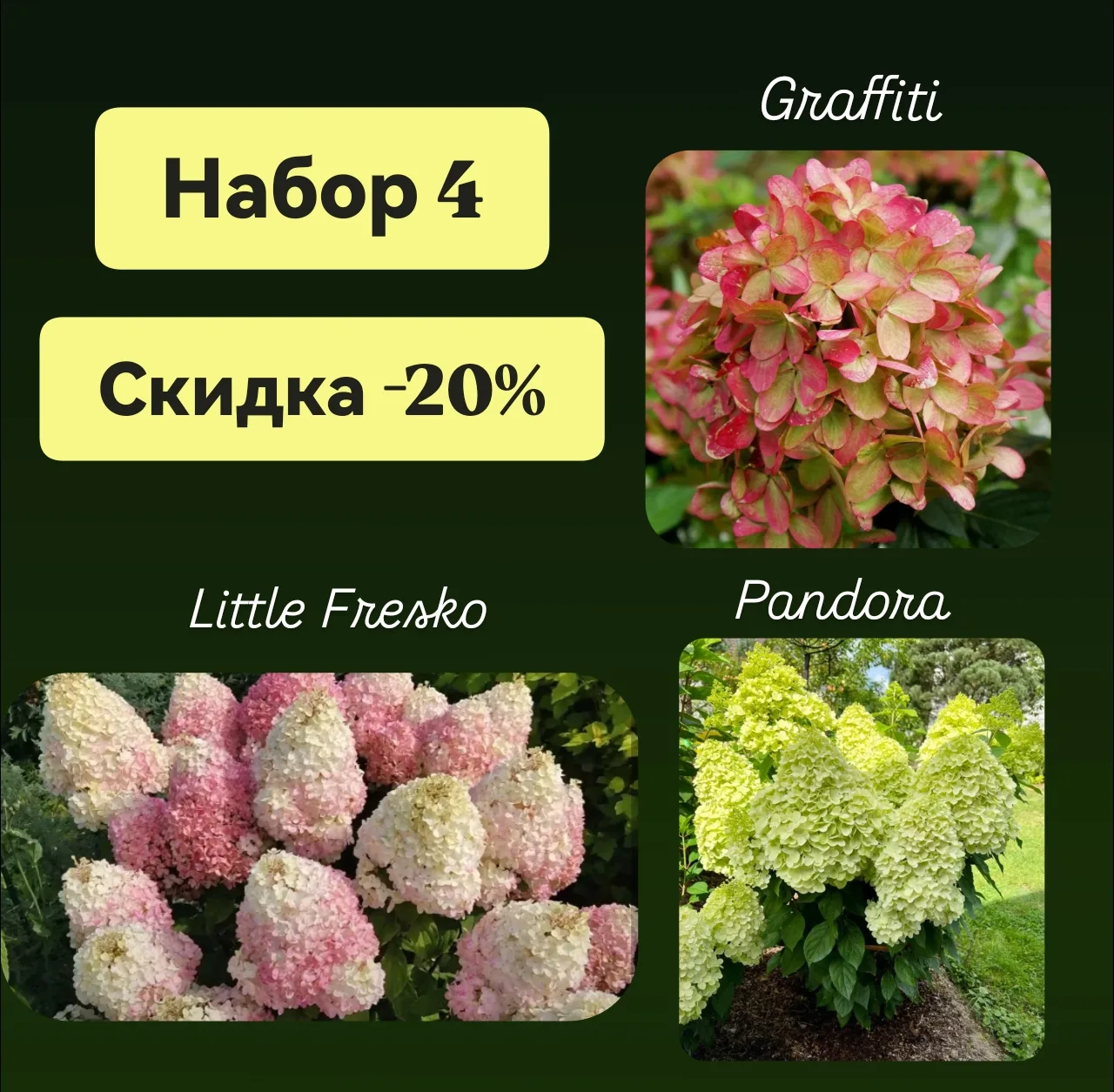 СКИДКИ💥 НА ГОРТЕНЗИИ!❤️