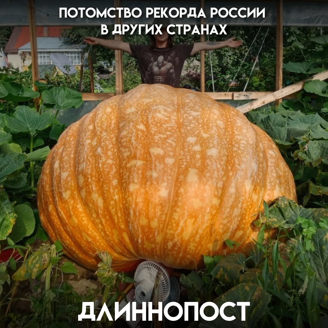 Семена 969-килограммовой тыквы, установившей рекорд России, разъехались по разным стран...