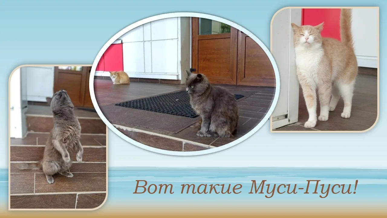 🐈 Наша Маша, которая уже два года встречает посетителей на крыльце администрации, этим...