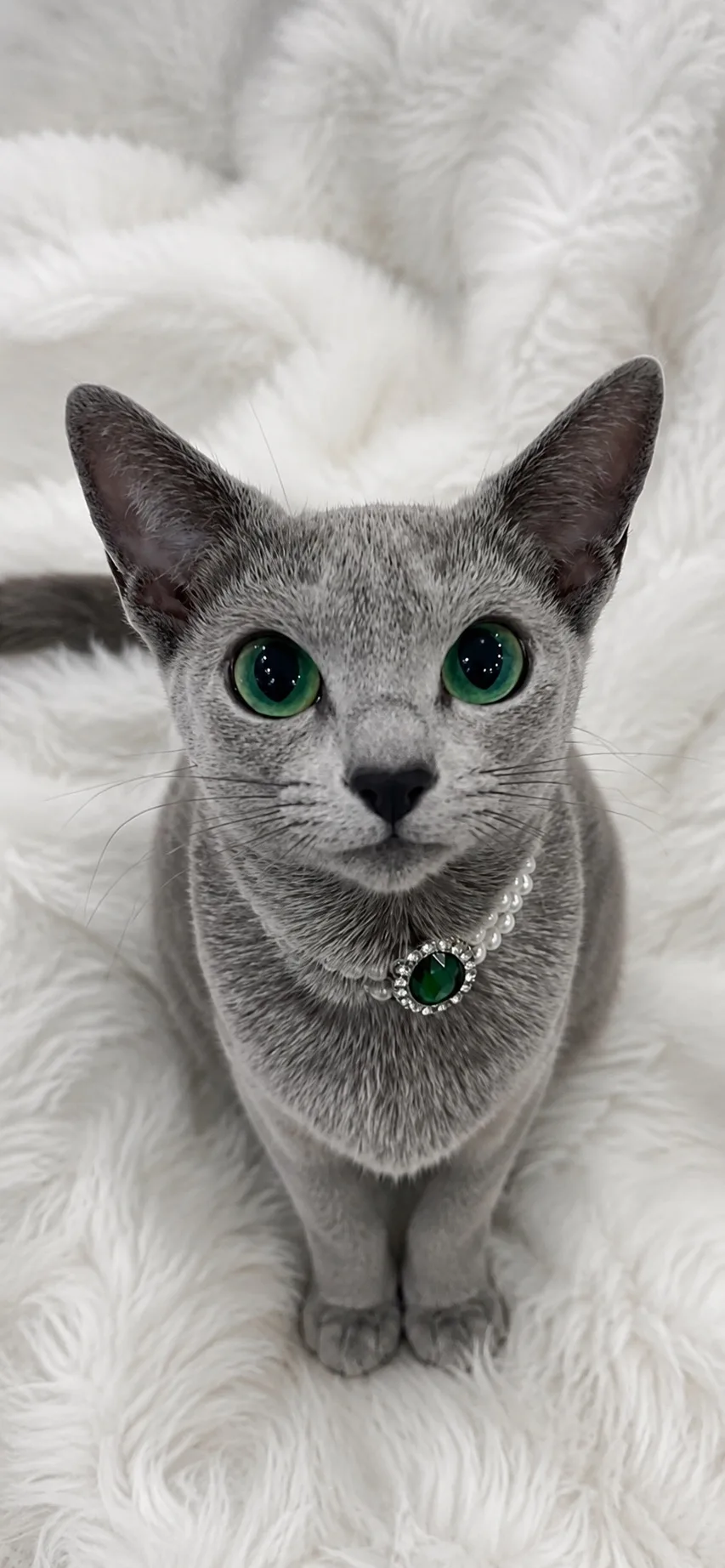 Милые обои с русской голубой 🐈‍⬛