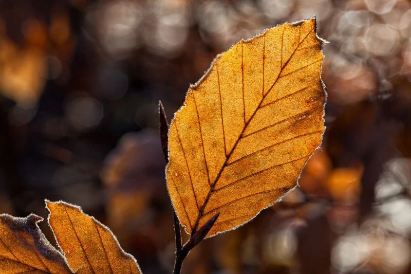 Всем доброе утро! 🍂