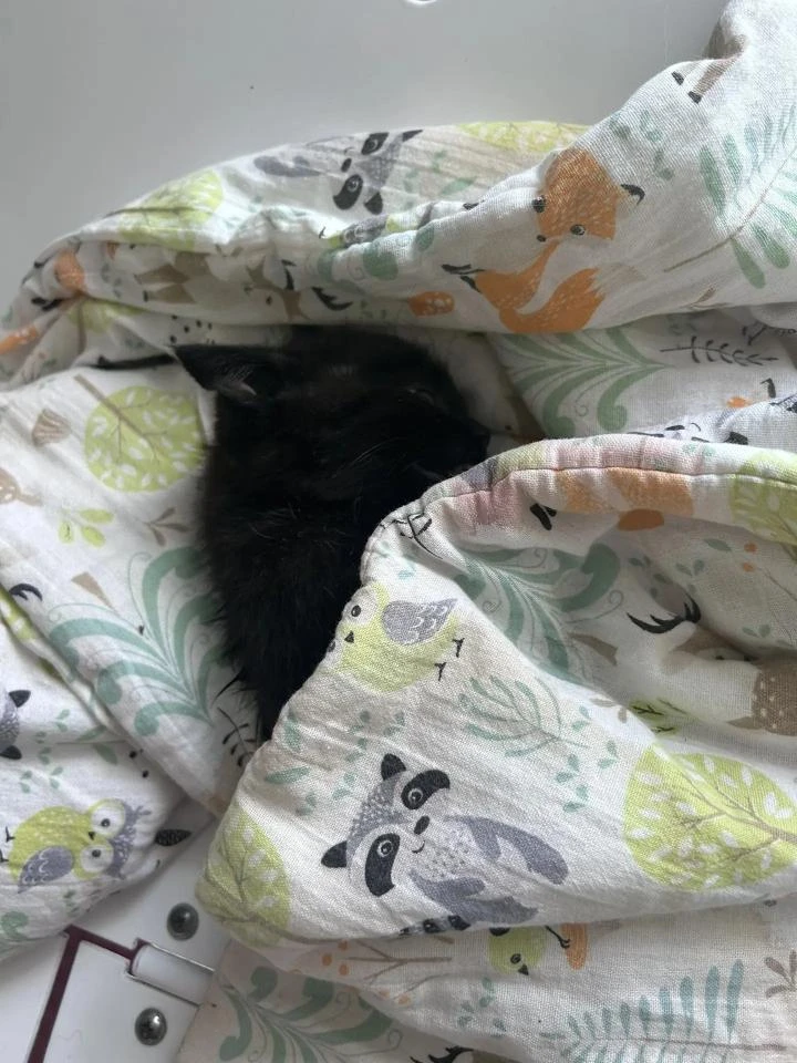 Спасение котенка
