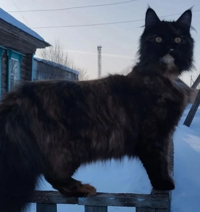Котенок в добрые руки от полу-мейн-куна (мать крупная, 4,2кг, длинношёрстная, мышеловка)