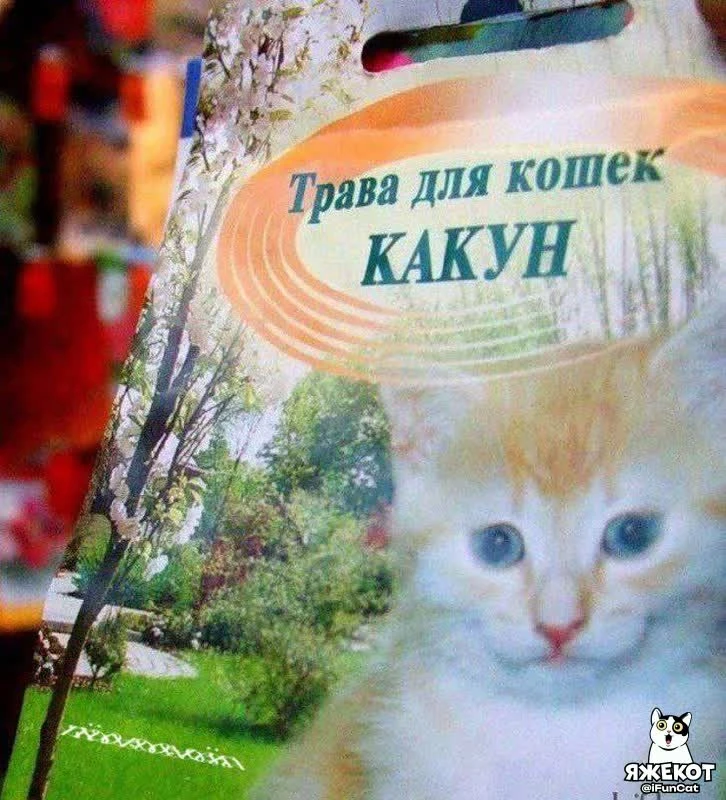 🐾 ЯЖЕКОТ