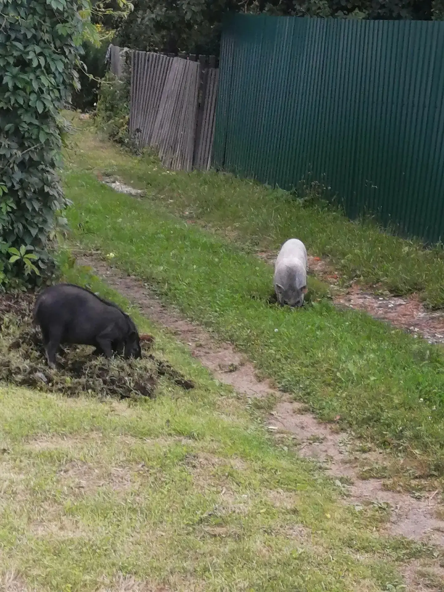 Один серый другой белый два весёлых гуся 😄 🐖