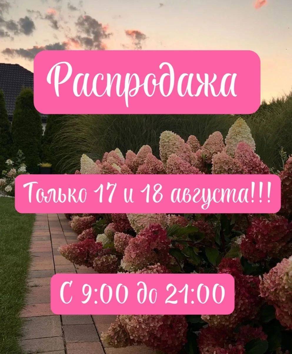Ваш сад просит о любви. Только 17 и 18 августа — тотальная распродажа гортензий! 🌸💖