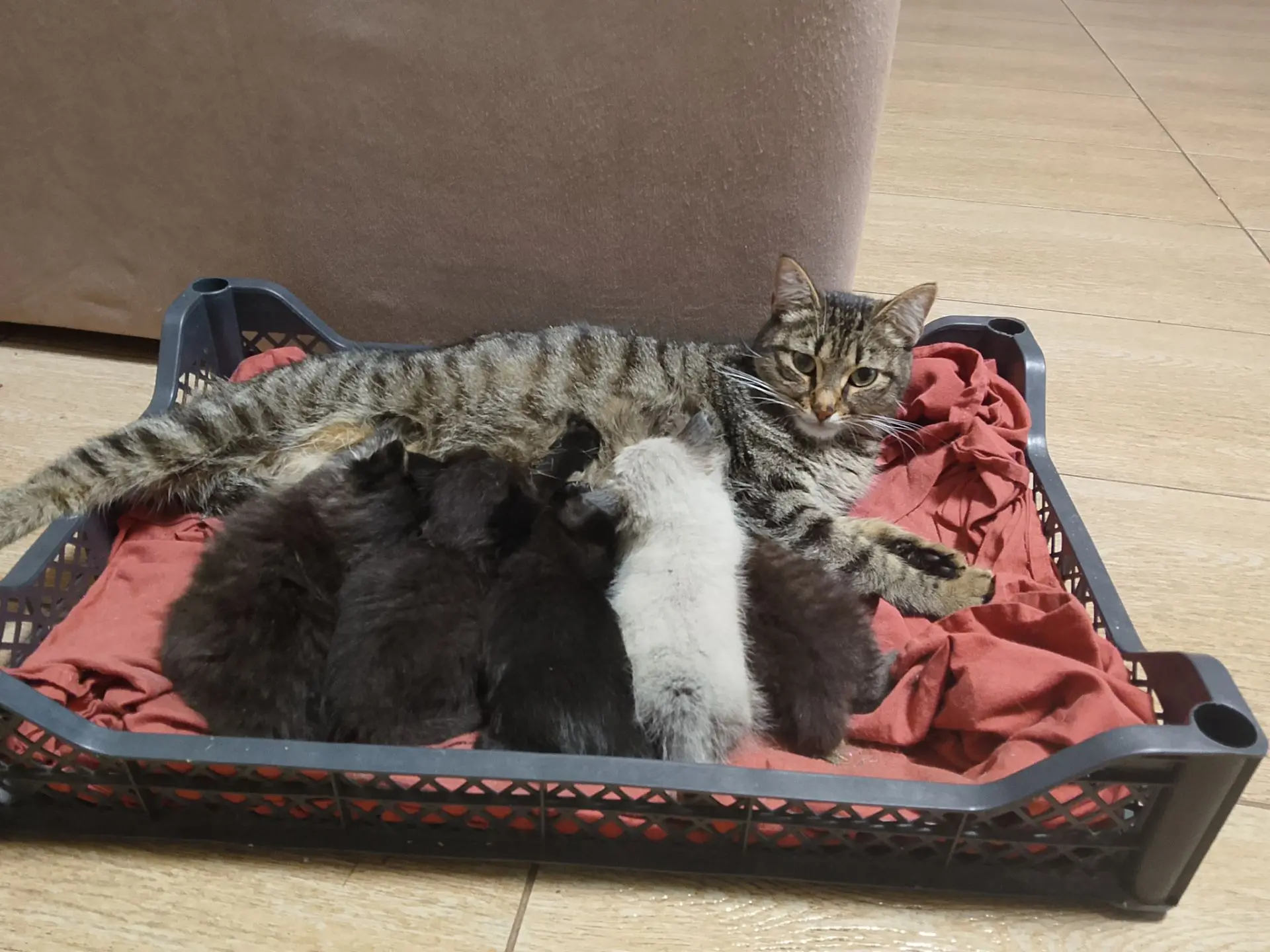 Отдам котят!