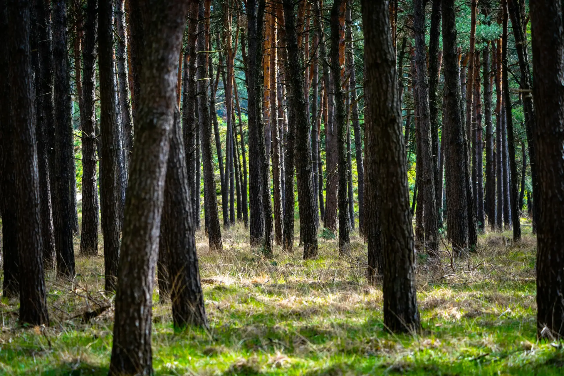 🌲 Леса перестают спасать нас от глобального потепления