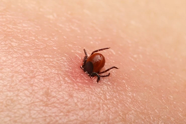 🕷️ Около 30 случаев укусов клещей зафиксированы в Подмосковье с начала сезона — Роспотребнадзор
