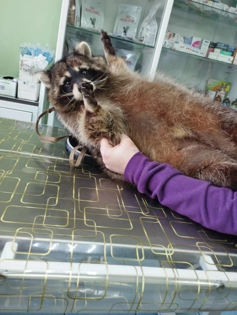 🦝Лапки вверх! Вас будут вакцинировать!

💉Наш постоянный клиент – 3-летний енот Сёмен – приходил на