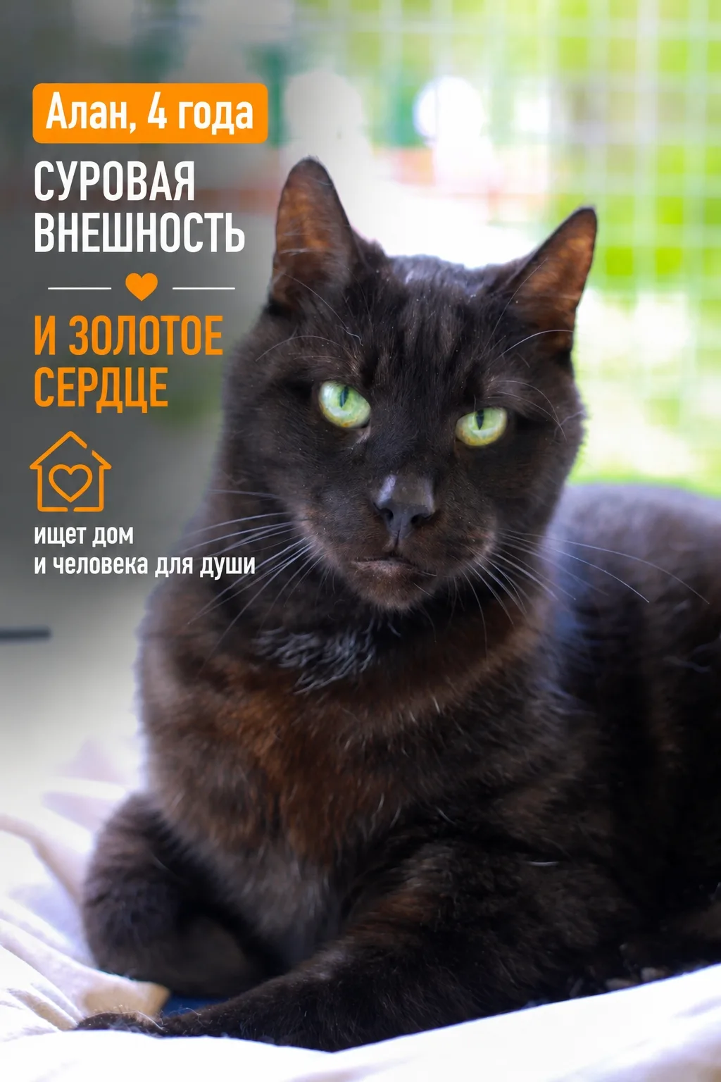 Алан — добрый кот. Глядя на его суровую моську так не скажешь, но он правда очень добры...
