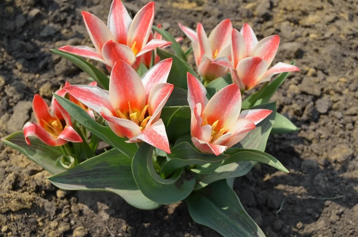 🌷 Что делать с тюльпанами после цветения

Цветение тюльпанов продолжается от одной до трех недель, 