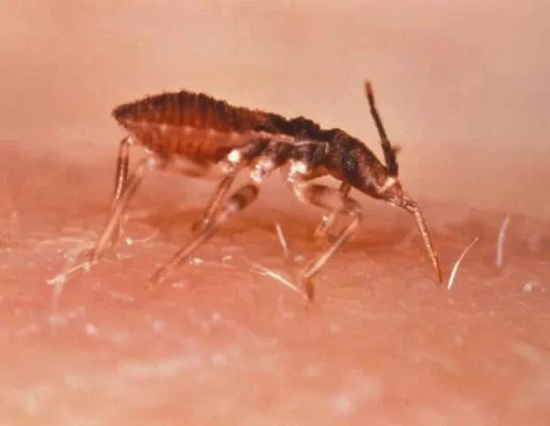 🔬 У паразита болезни Шагаса нашли изменения тРНК, связанные с переходом в заразную форму
