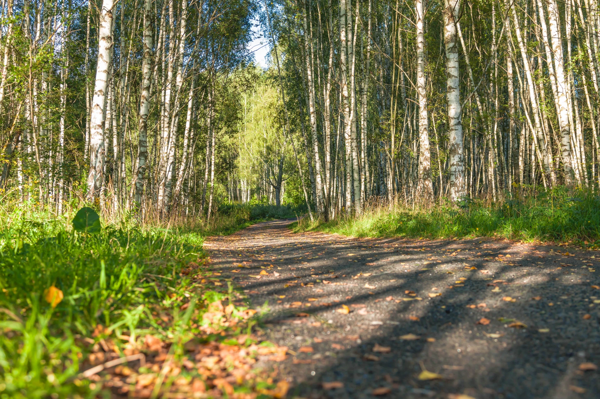 🍂 Сегодня 2 октября — пятница. Кашира встретит день прохладной и сухой погодой