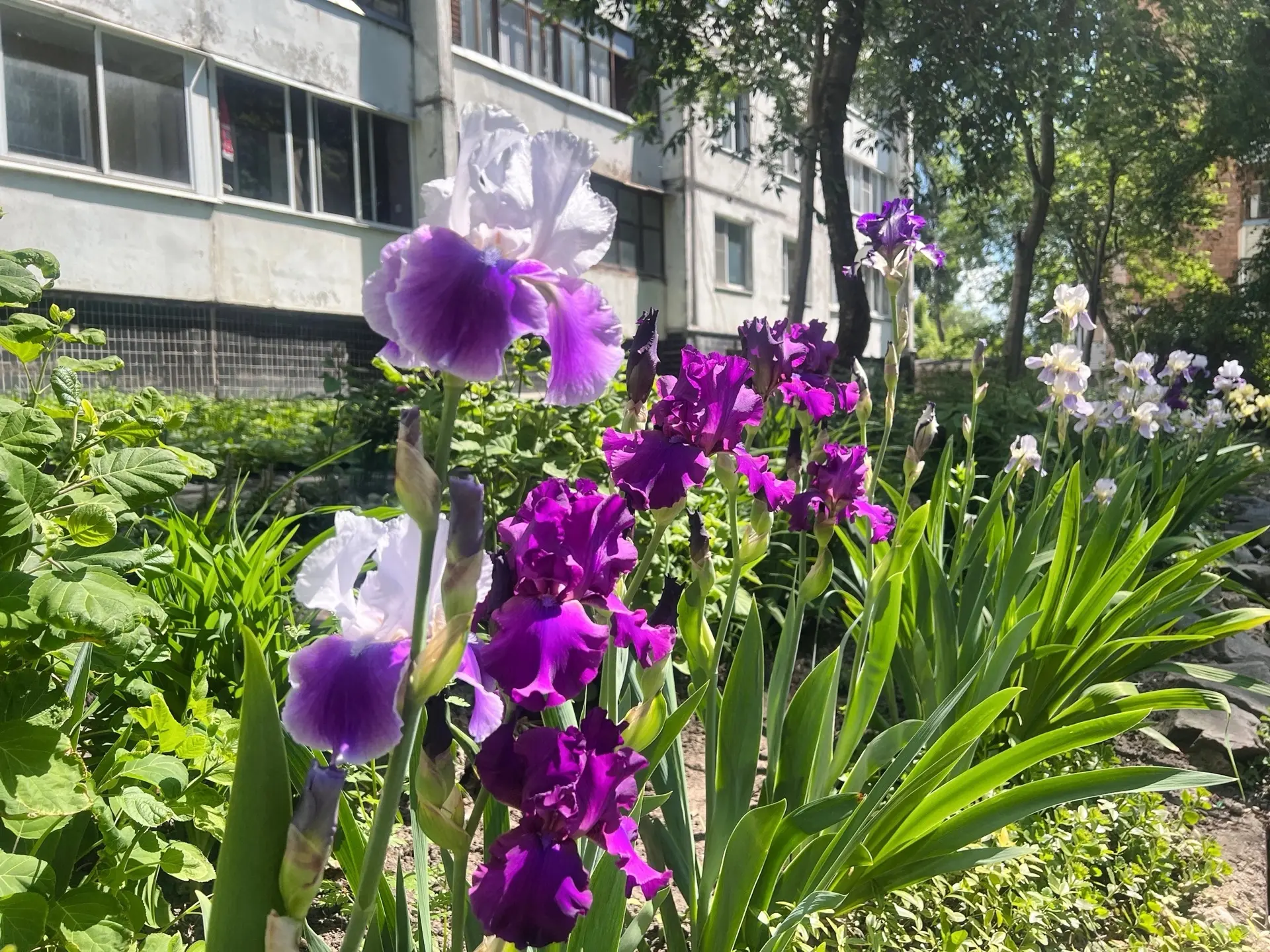 🌸Жду ваши фотографии на конкурс «Лучший палисадник Дмитровского округа»

Как участвовать?
📥Если у 