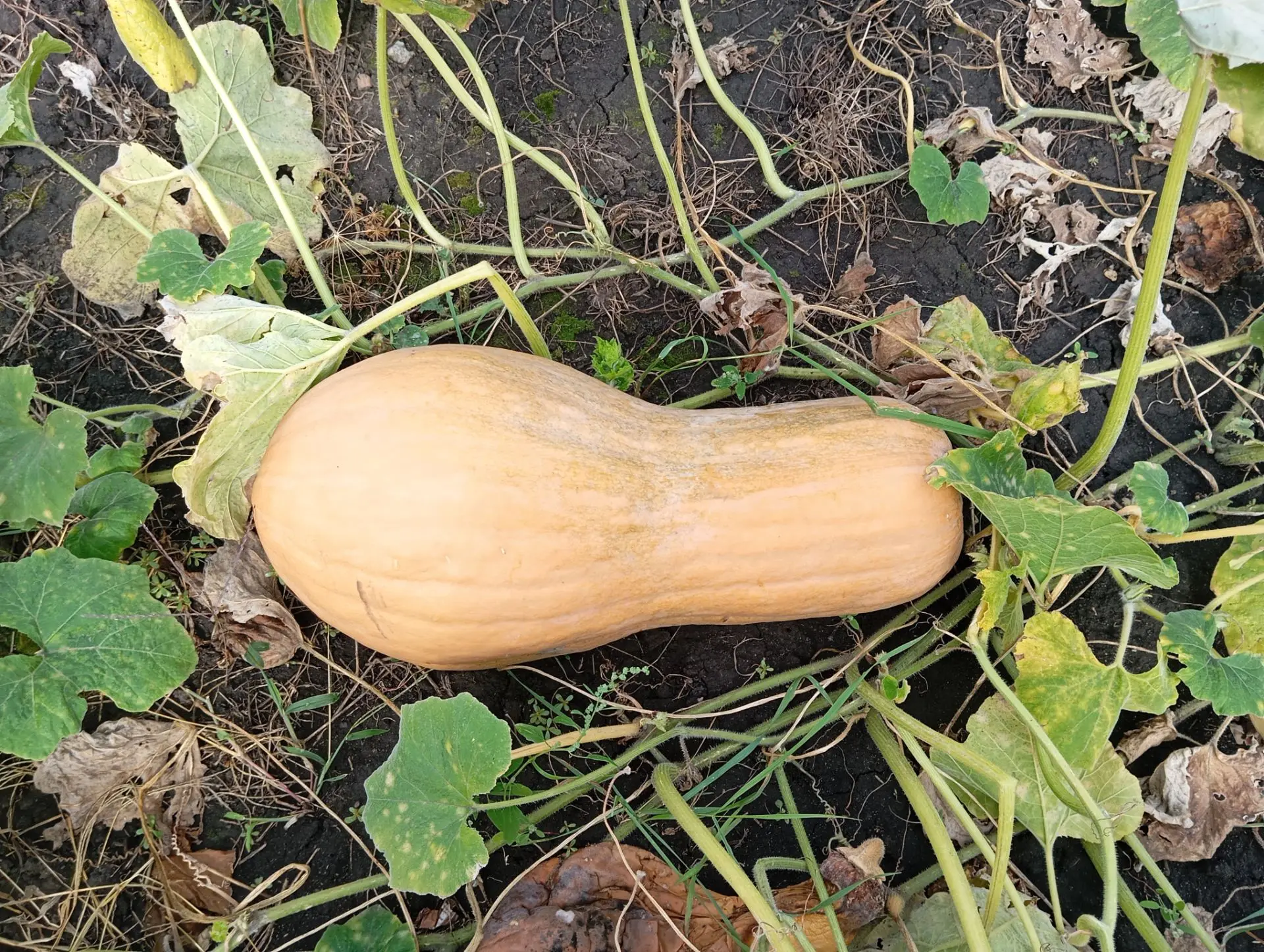 Мёд 🍯 со своей пасеки!