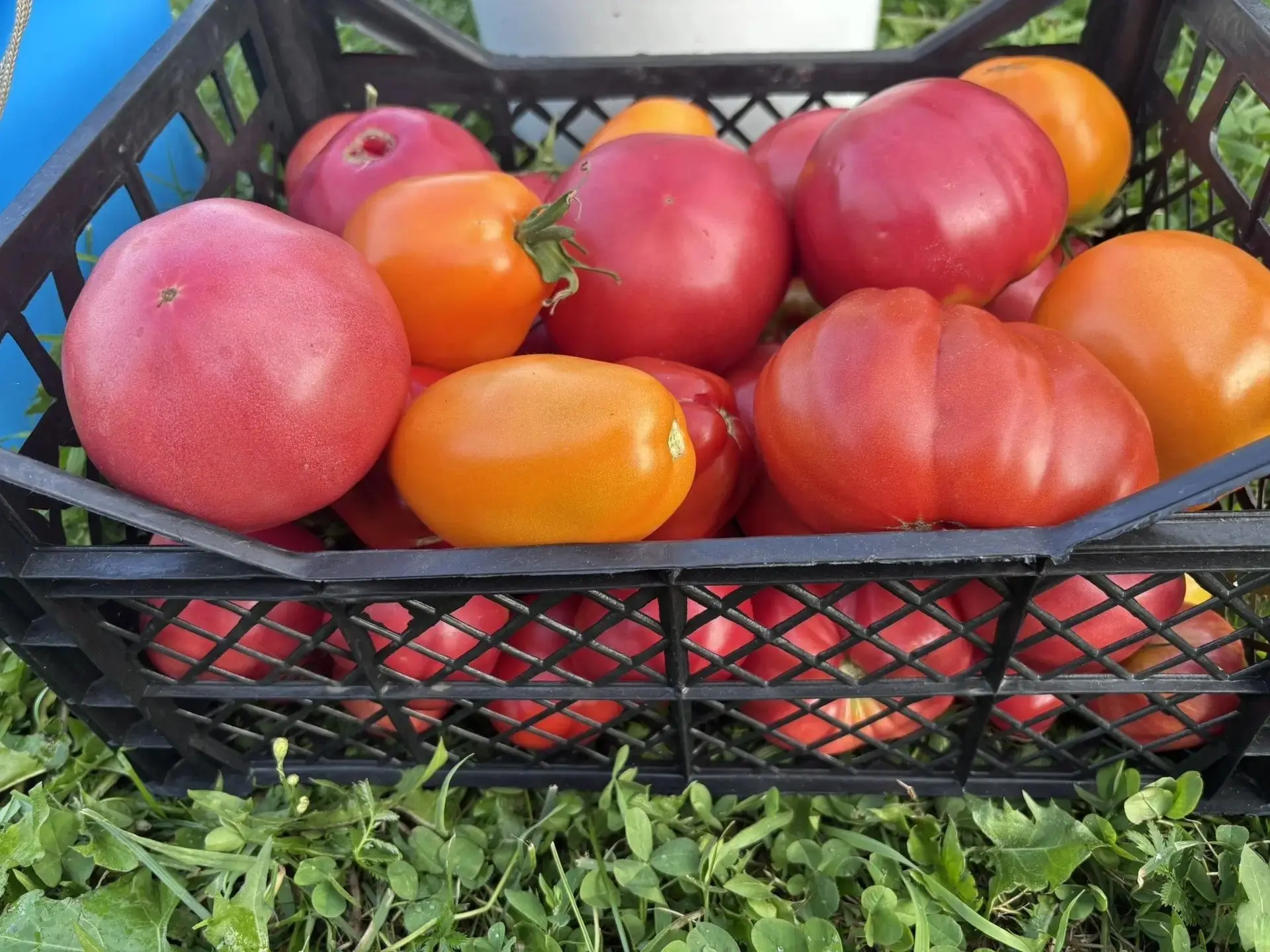 🍅Лето в маринаде: три рецепта, которые удивят