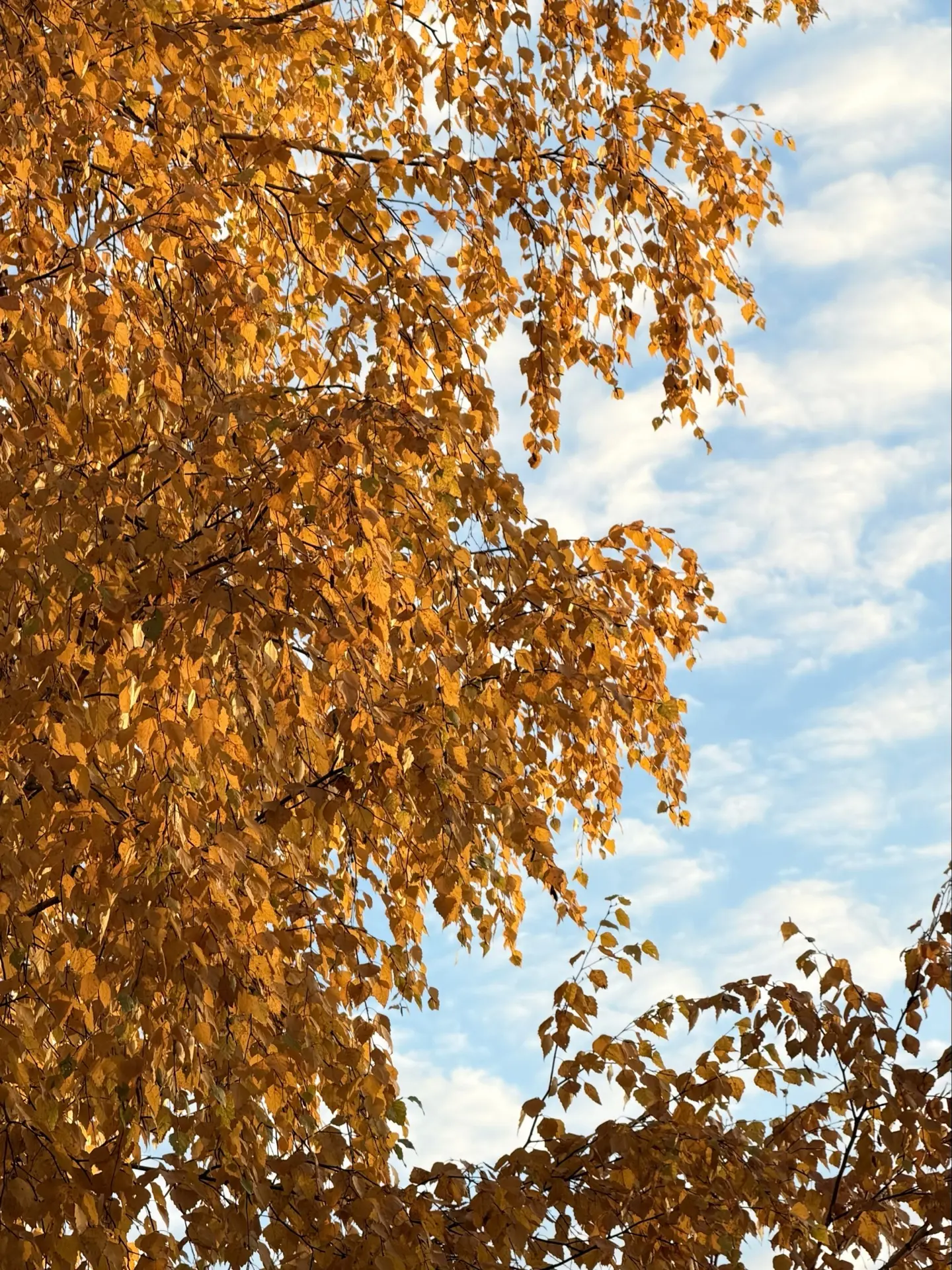 Золотое время года 🍂