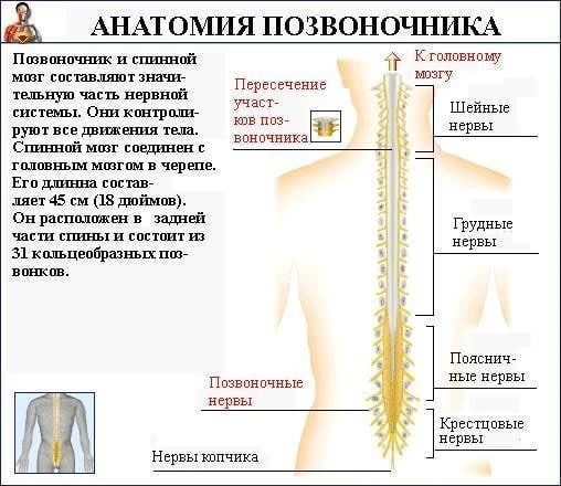 Строение позвоночника в картинках.