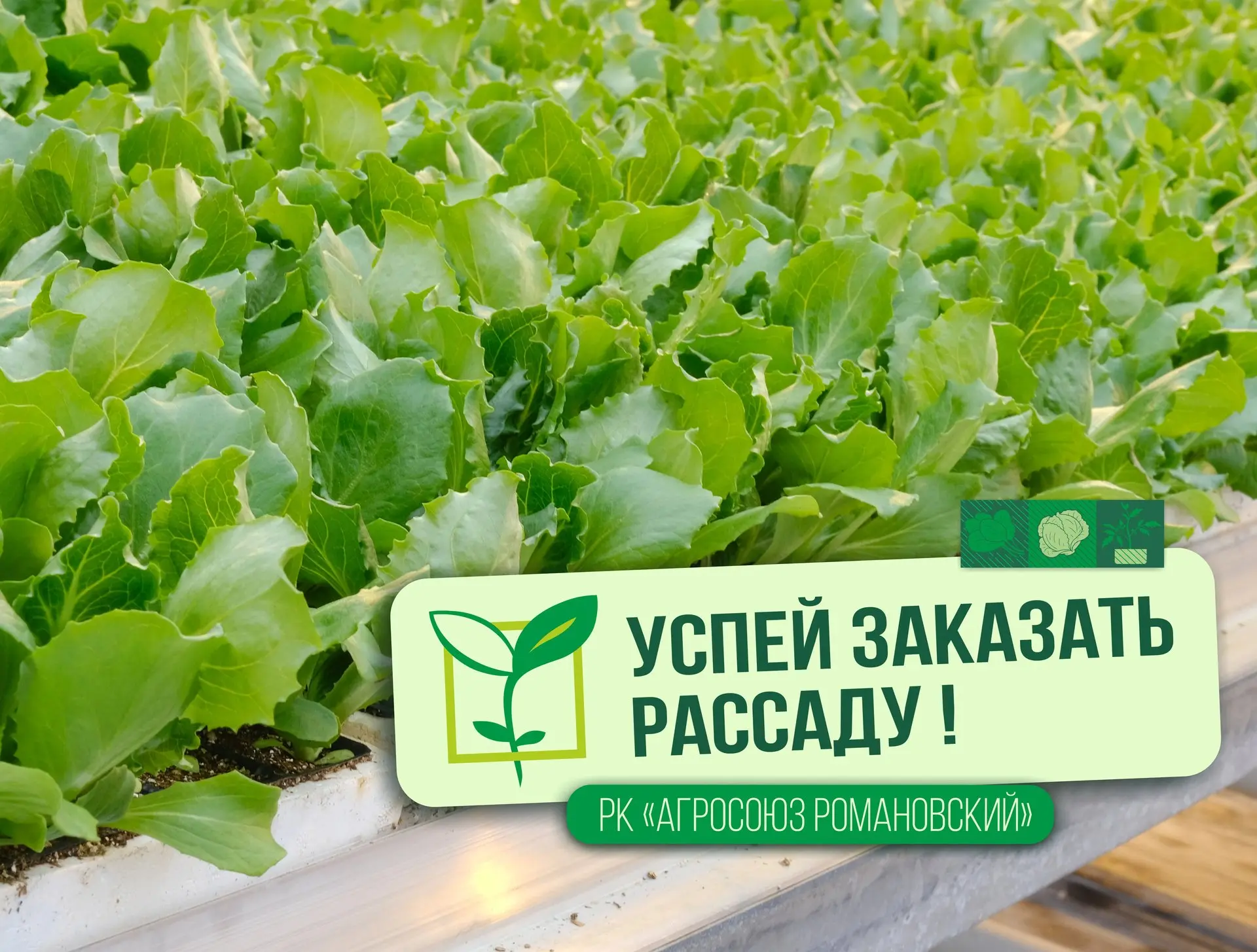 🥬 Качественная рассада салата — это основа равномерной посадки, хорошей приживаемости ...
