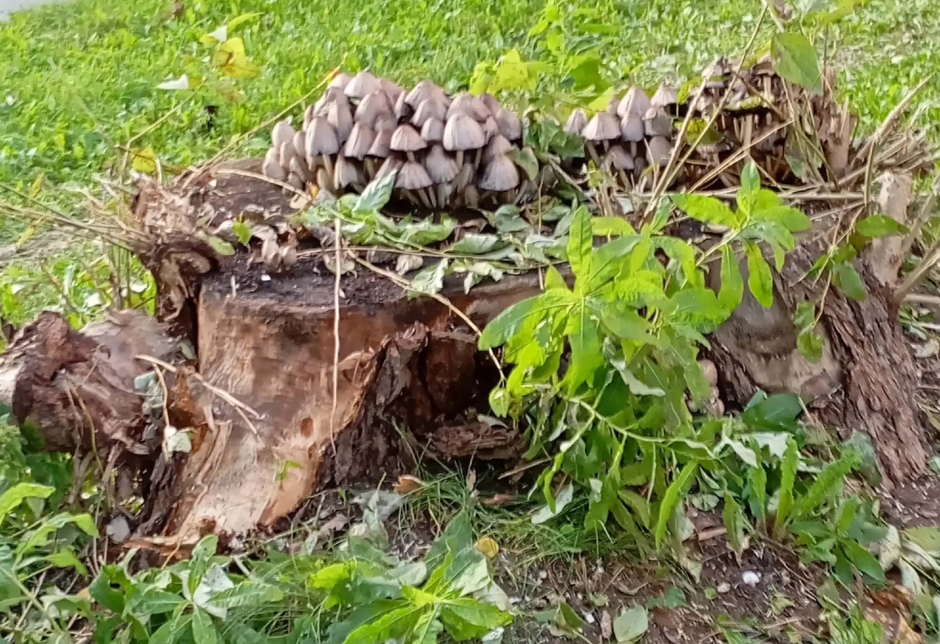 #предложка Горожане беспокоятся из-за грибов, которые разрастаются на пнях в Череповце....