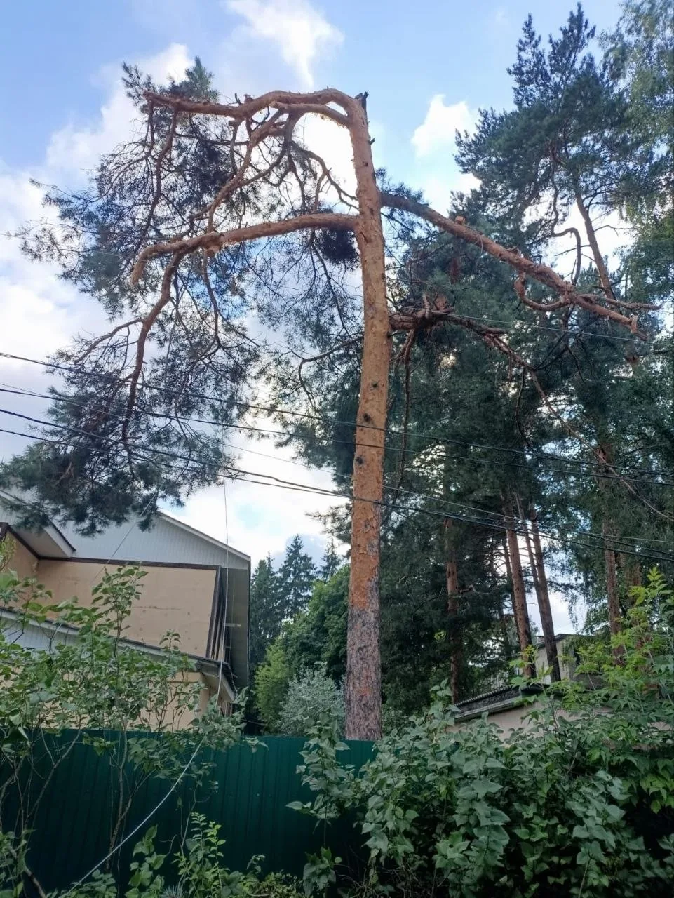 Продолжается снос верхушек сосен в посёлке Кратово Раменского округа. При этом, помимо индульгенции 