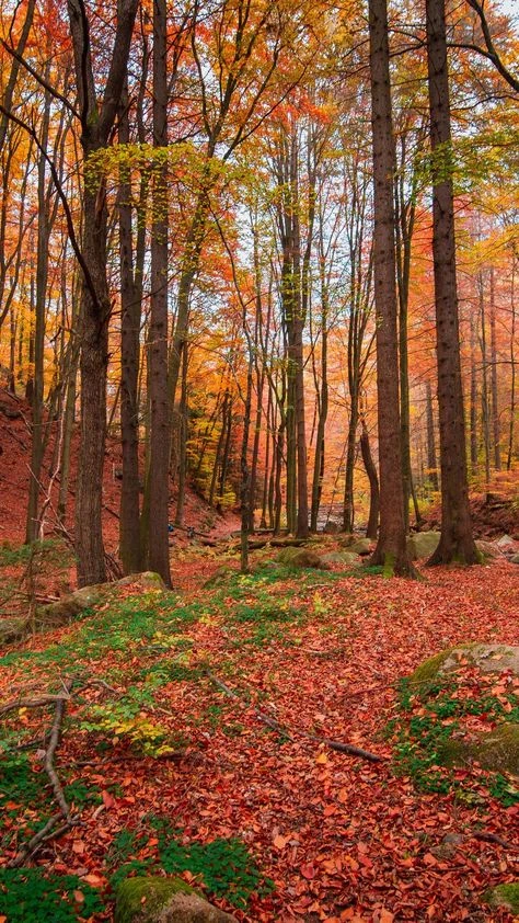 ✨Доброе утро, друзья. Сегодня понедельник. Вам не кажется, что в последнее время этот д...