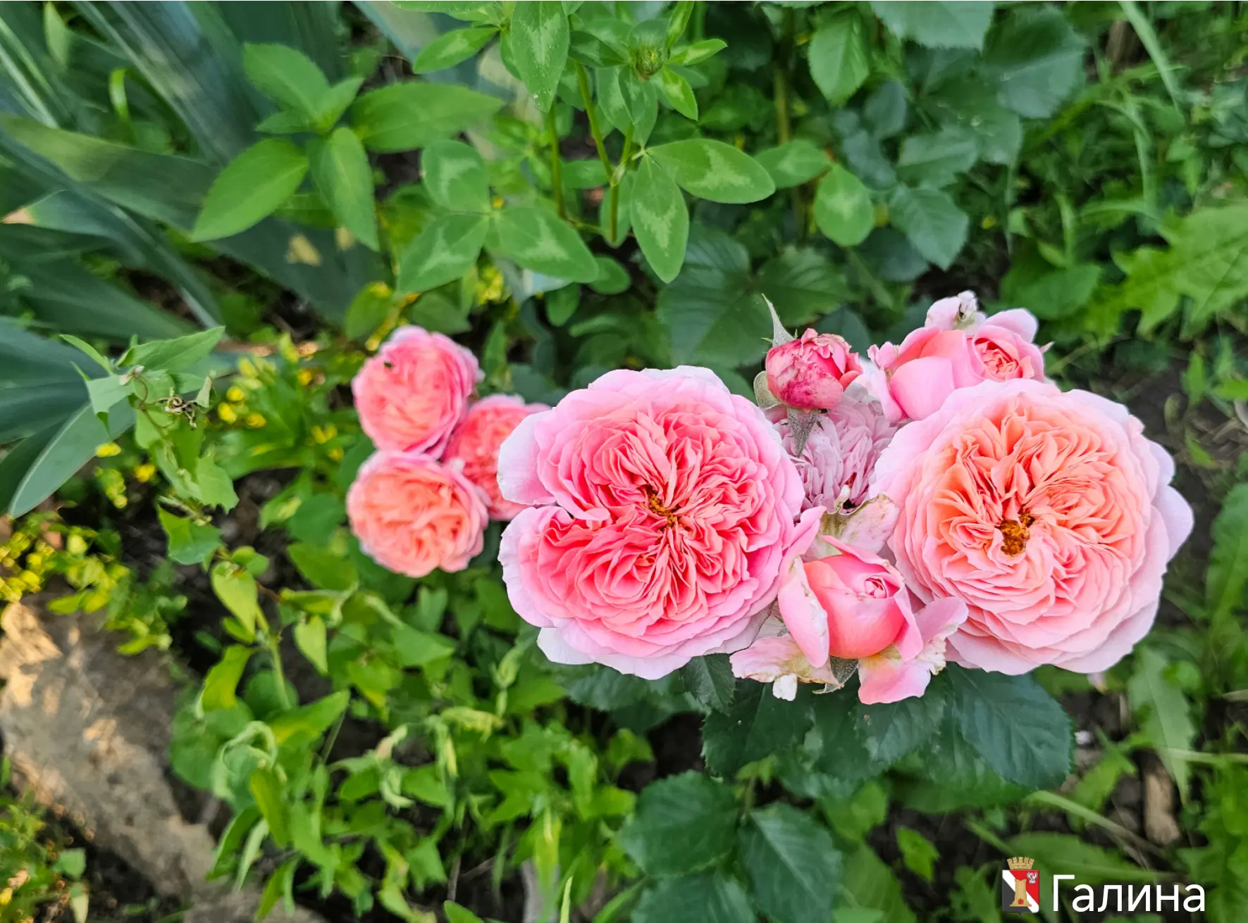🌷Доброе утро, Енакиево!