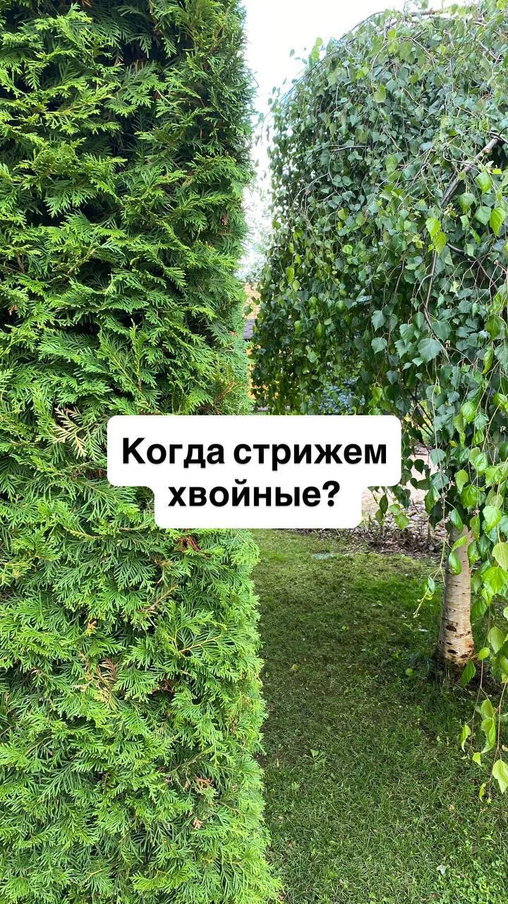 Когда заканчивать стричь хвойные?