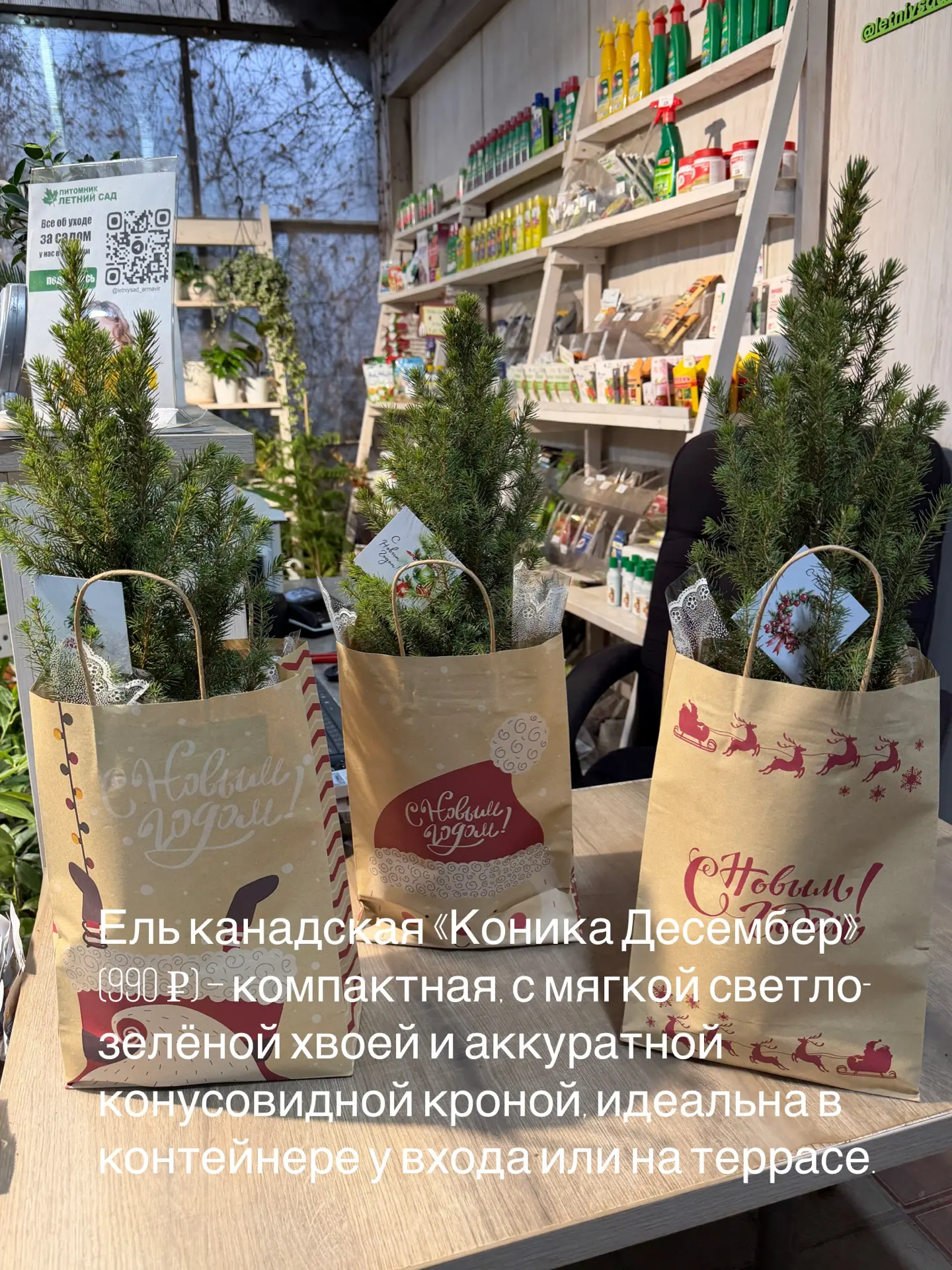 Лучшие подарочки! Мы-то точно знаем, что это🪴🎄🎁 Дарить растение – значит действительно знать человек