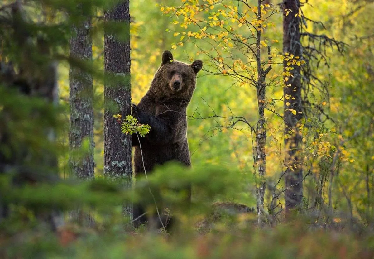 🐻 В Башкирии медведь вышел к трём женщинам во время сбора грибов