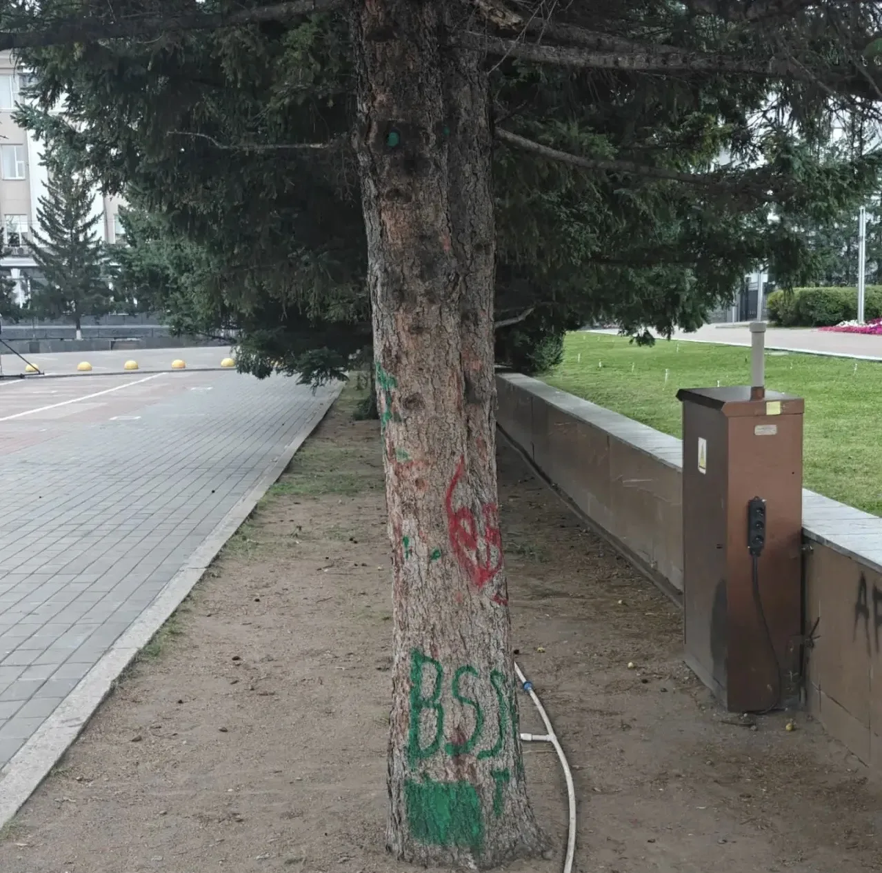 Ночью на площади Советов разрисовали дерево