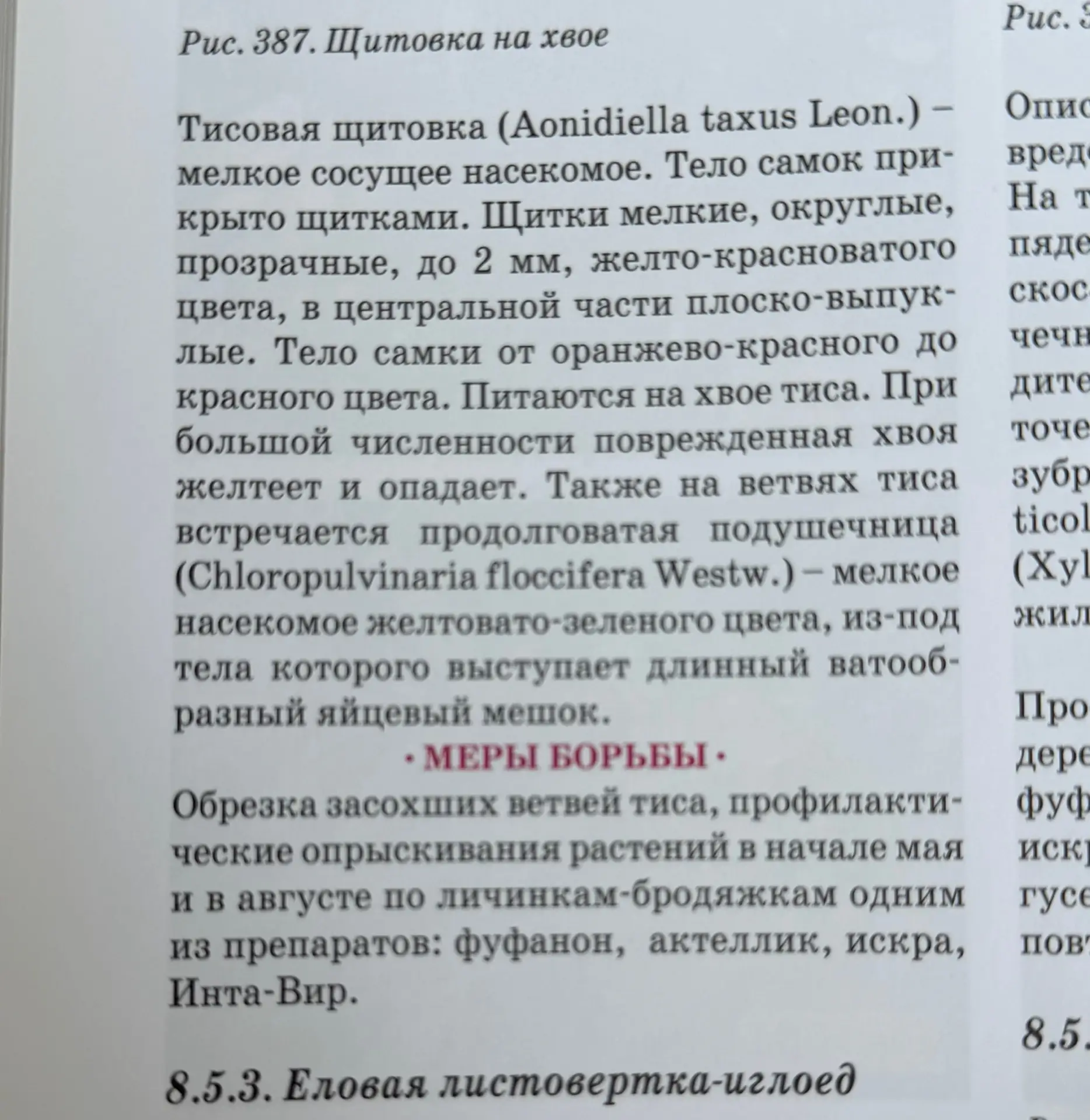 ‼️‼️‼️ сад живой организм и, если есть пятна на хвое- смотрим и находим этиологию.