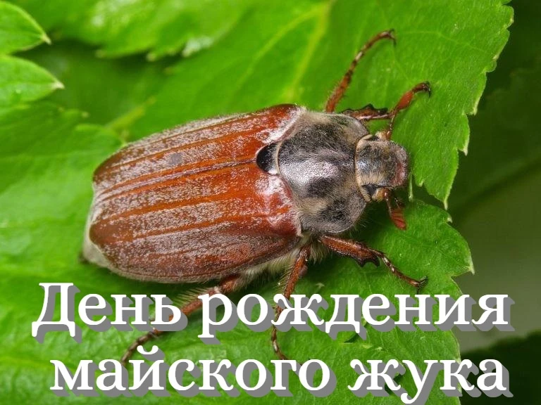 Группа "Звёздочки"  отметила необычный праздник -день рождения майского жука, который выпадает на 18