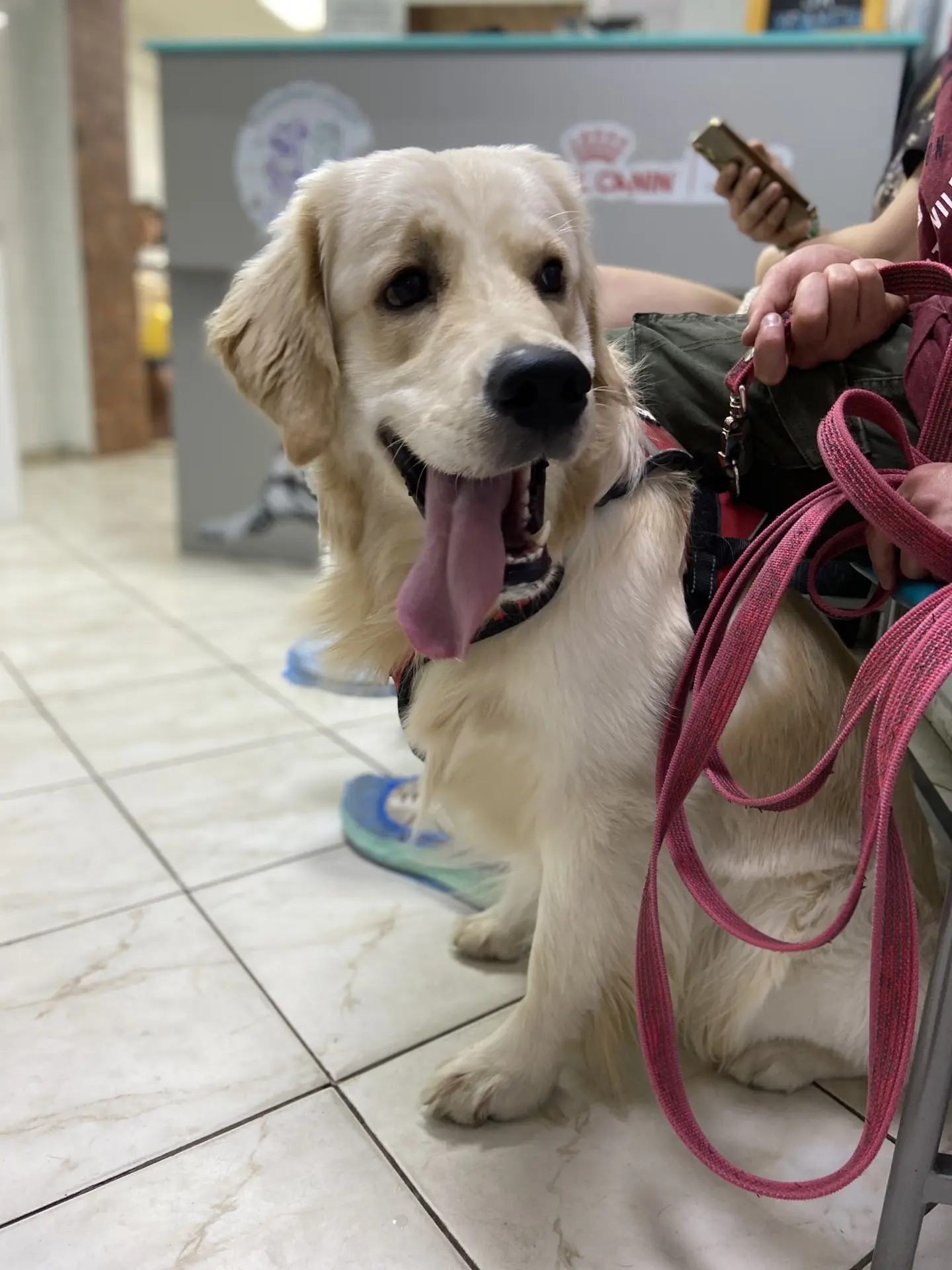 Наши хвостатые пациенты🐾
Общение с этими замечательными питомцами приносит нам огромное счастье💚