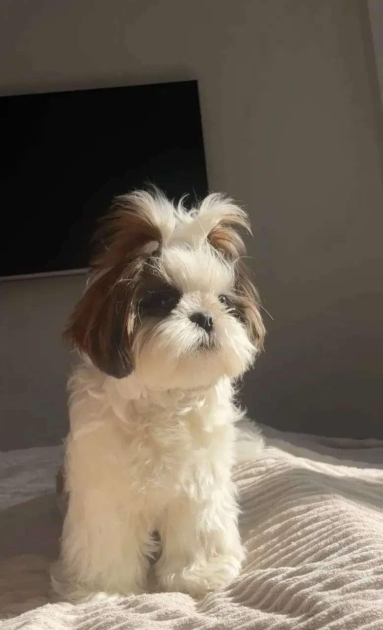 🐶 Собаки ревнуют

Когда хозяин уделяет внимание другому животному, у собак активируются зоны, связа
