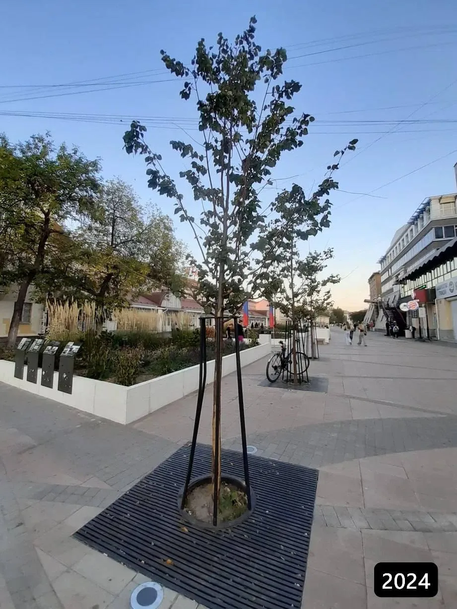 🌳 В центре Вологды начали погибать высаженные два года назад деревья.