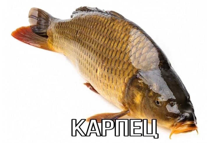 «Однажды мои родители беспечно купили сразу двух подмороженных карпов.