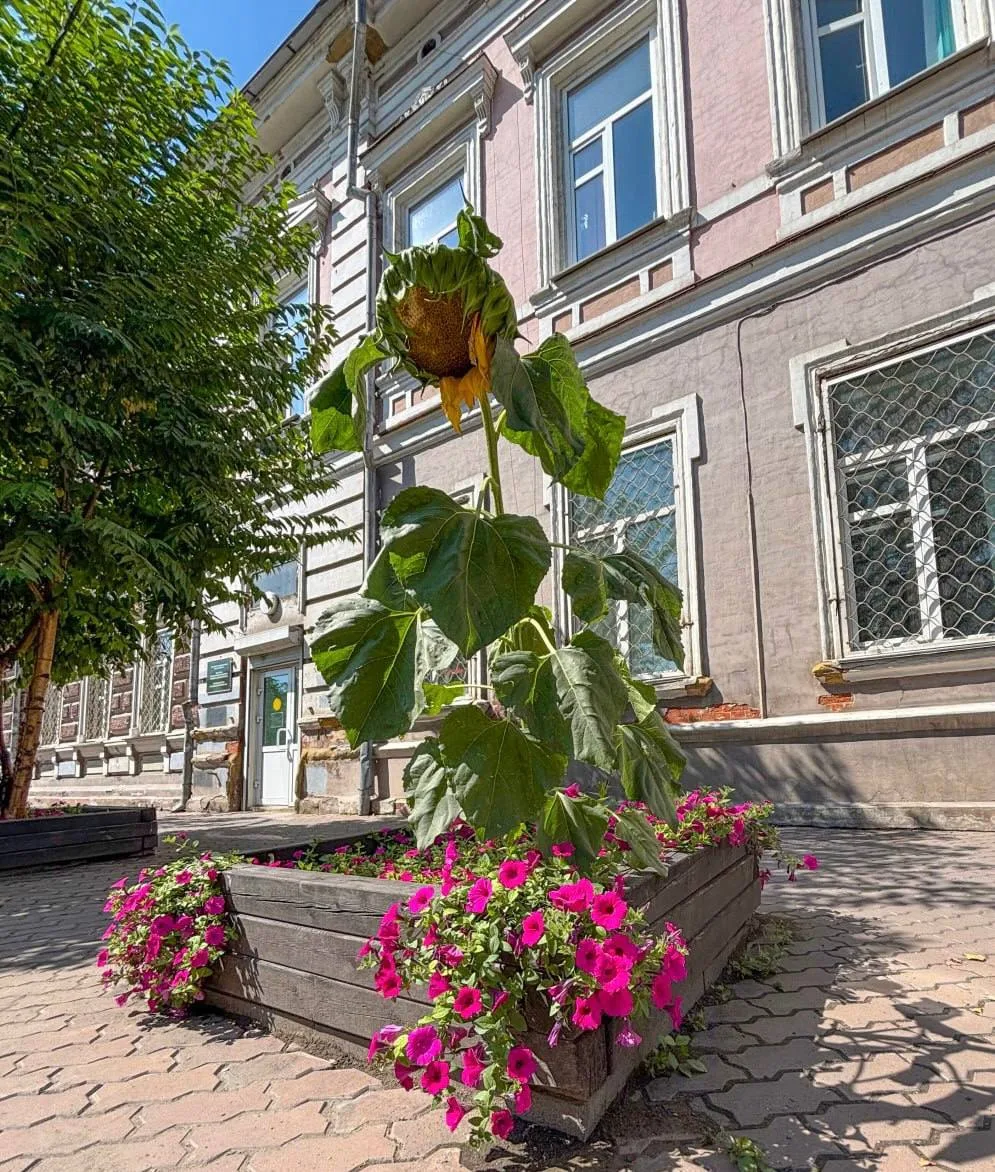 🌻 Кто ты, воин? Одинокий подсолнух вырос в клумбе с петуниями на Карла Маркса