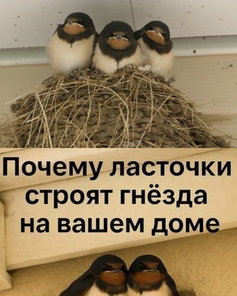 Почему ласточки строят гнезда на вашем доме: важные причины для хозяев.