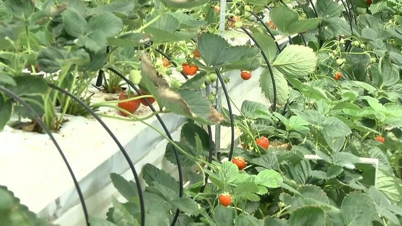 🍓 В Ивановской области фермера судят по делу о хищении грантов  Во Фрунзенском суде рассматривается 